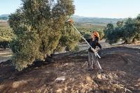 Vibreur à olives Stihl - SPA140