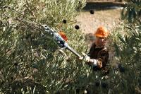 Vibreur à olives Stihl - SPA130