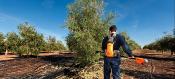 PEIGNE POUR RECOLTE D'OLIVE PELLENC P230